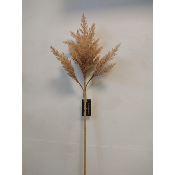 Astilbe lys brun 