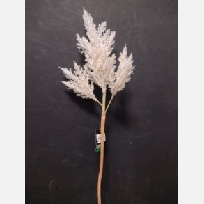 Astilbe hvid