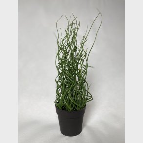 Grn plante i sort plast potte