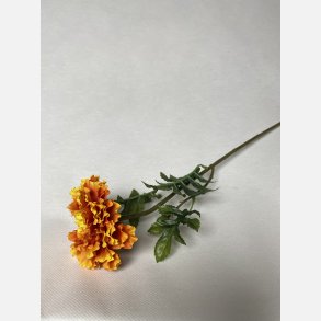 Tagetes