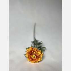 Tagetes