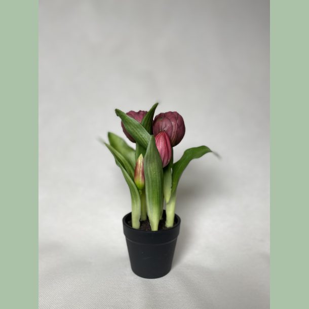 Tulipan i sort plast potte